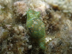 Lamprohaminoea cymbalum