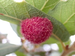 Cynips quercusnubila