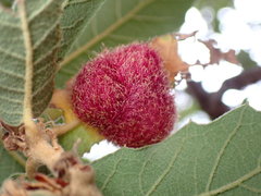 Cynips quercusnubila