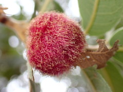 Cynips quercusnubila