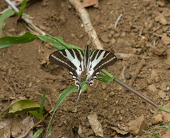 Protographium leosthenes