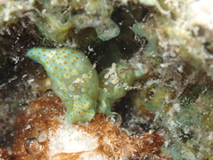 Lamprohaminoea ovalis