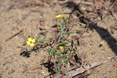 Camissonia strigulosa