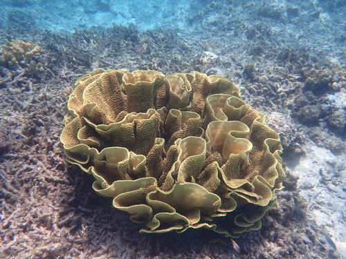 Turbinaria reniformis Bernard, 1896