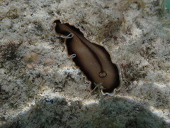 Callioplana marginata