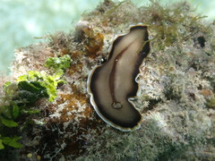 Callioplana marginata