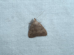 Tolpiodes oligolasia