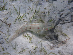 Valenciennea longipinnis