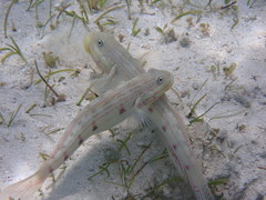 Valenciennea longipinnis