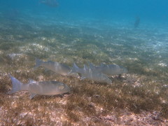 Crenimugil crenilabis