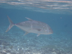 Caranx papuensis