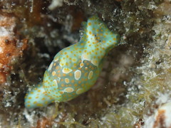 Lamprohaminoea cymbalum