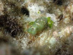 Lamprohaminoea cymbalum