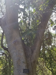 Ficus citrifolia