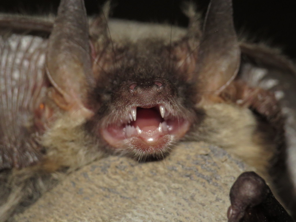 Grey Long-eared Bat