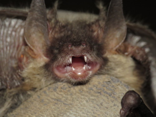 Grey Long-eared Bat