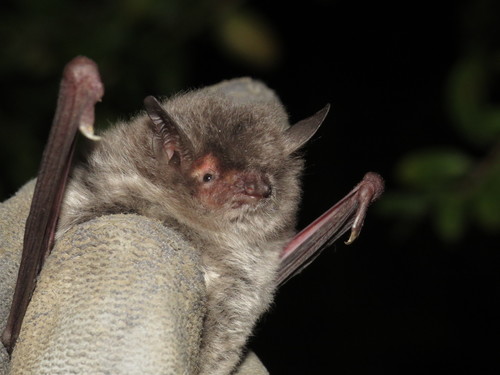 Long-fingered Myotis (Myotis capaccinii)