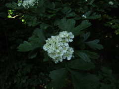 Crataegus pentagyna