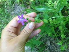 Triodanis