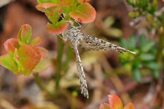 Xanthorhoe annotinata