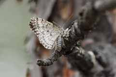 Xanthorhoe annotinata