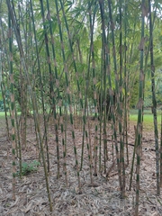 Melocanna baccifera