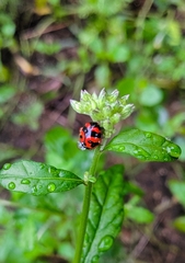 Coccinella transversalis