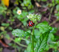 Coccinella transversalis