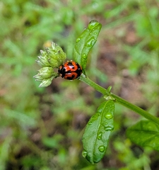 Coccinella transversalis