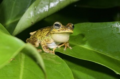 Boana xerophylla