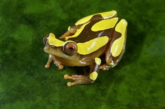 Dendropsophus leucophyllatus