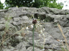 Allium oleraceum