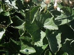 Adenostyles leucophylla