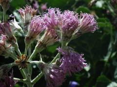 Adenostyles leucophylla