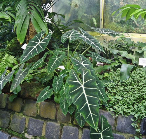 Alocasia micholitziana