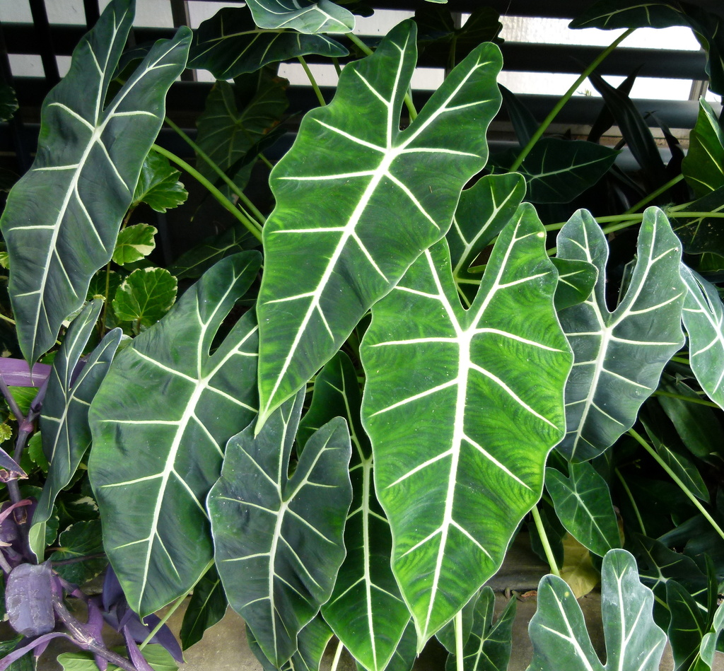 Alocasia micholitziana — an easy houseplant, prefers partial sun light