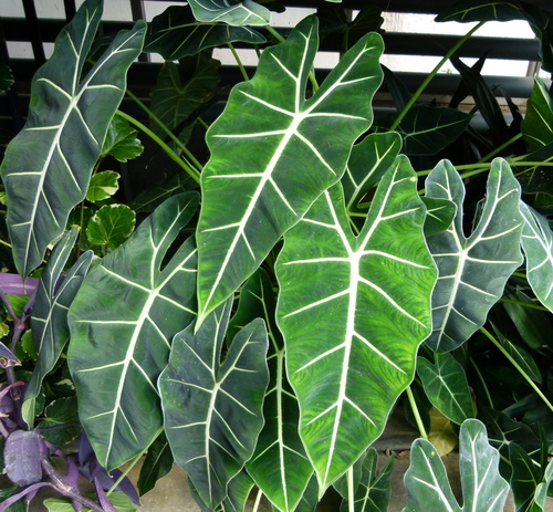 Alocasia micholitziana