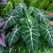 Green Velvet Alocasia - Photo (c) James Steakley, some rights reserved (CC BY-SA)
