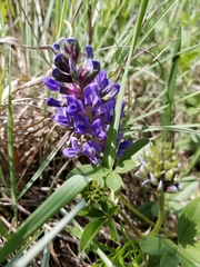 Pediomelum cuspidatum