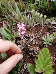 Indigofera monostachya