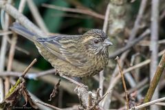 Carpodacus edwardsii