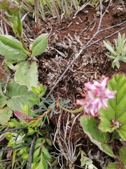 Indigofera monostachya