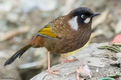 Trochalopteron affine