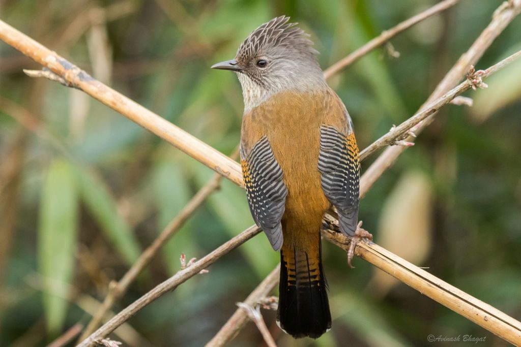 Streak-throated Barwing photo