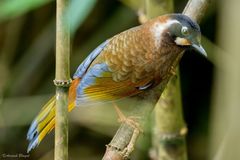 Trochalopteron affine