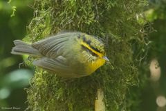 Schoeniparus cinereus