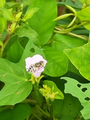 Eristalinus megacephalus