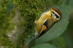 Schoeniparus castaneceps