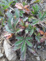 Potentilla heptaphylla