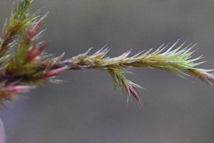 Orthothecium rufescens